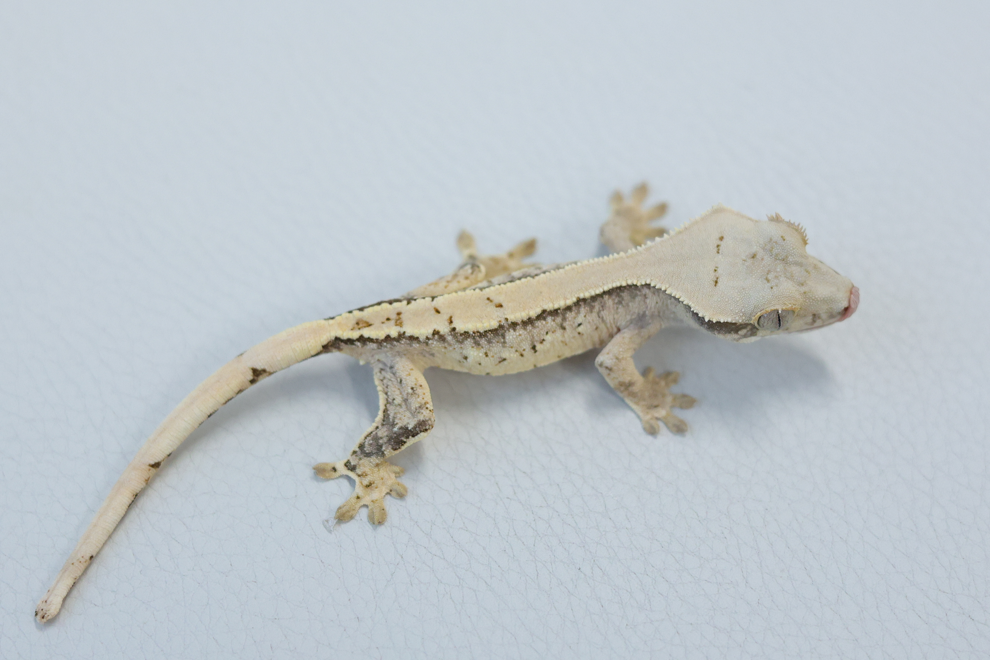 Normal Tri Extreme Harlequin