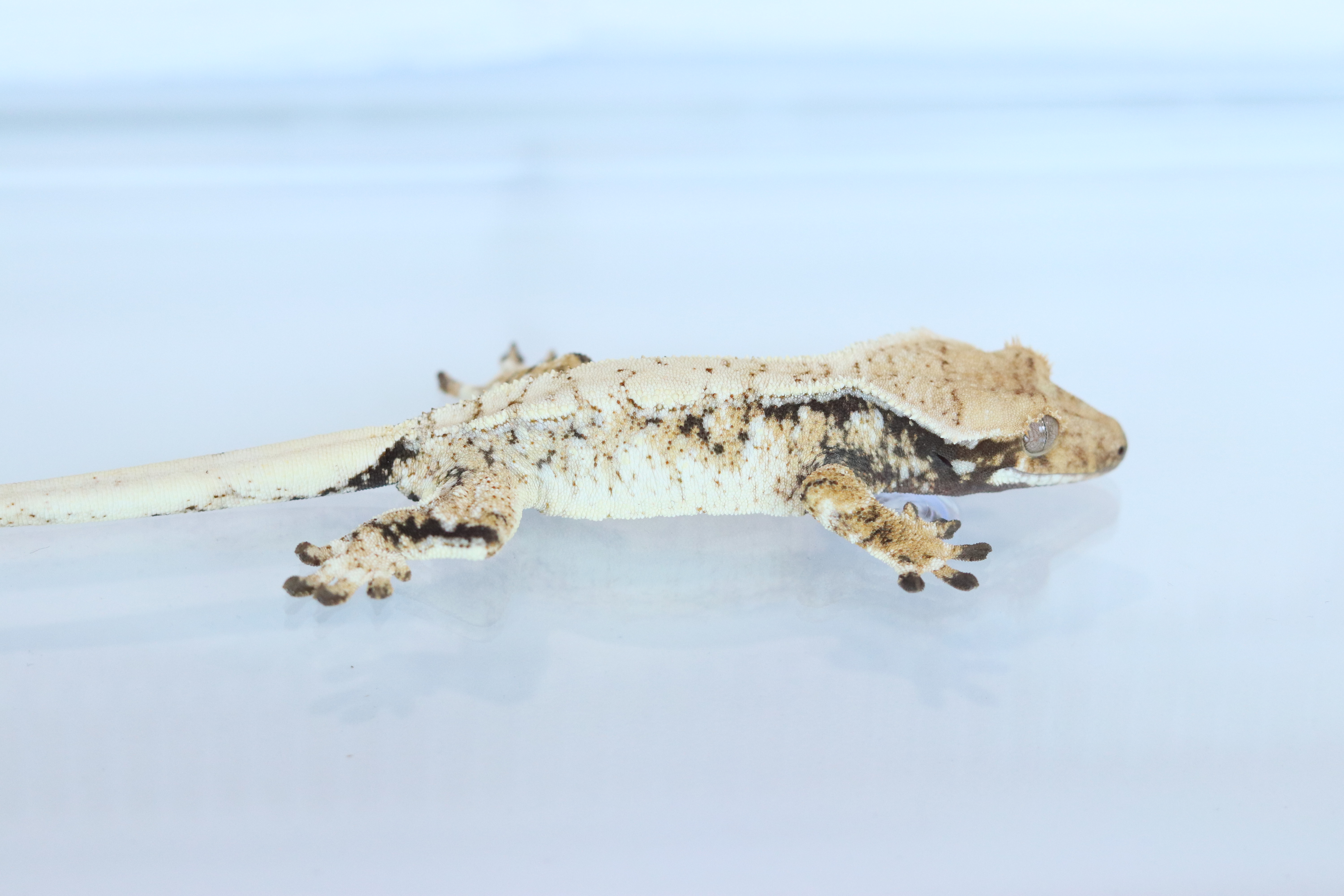 Tri Extreme Harlequin Drippy White Spot