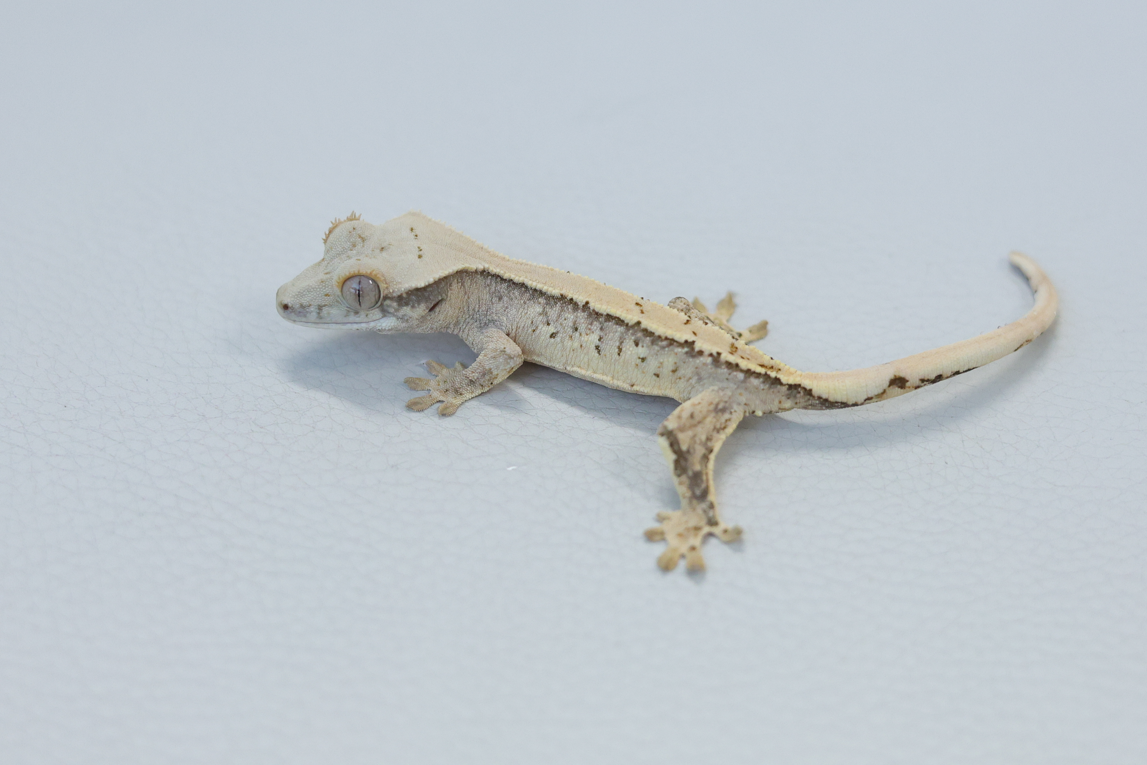 Normal Tri Extreme Harlequin