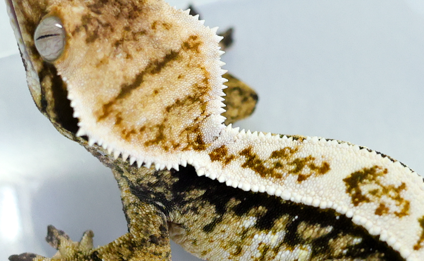 Tri Extreme Harlequin White Pin