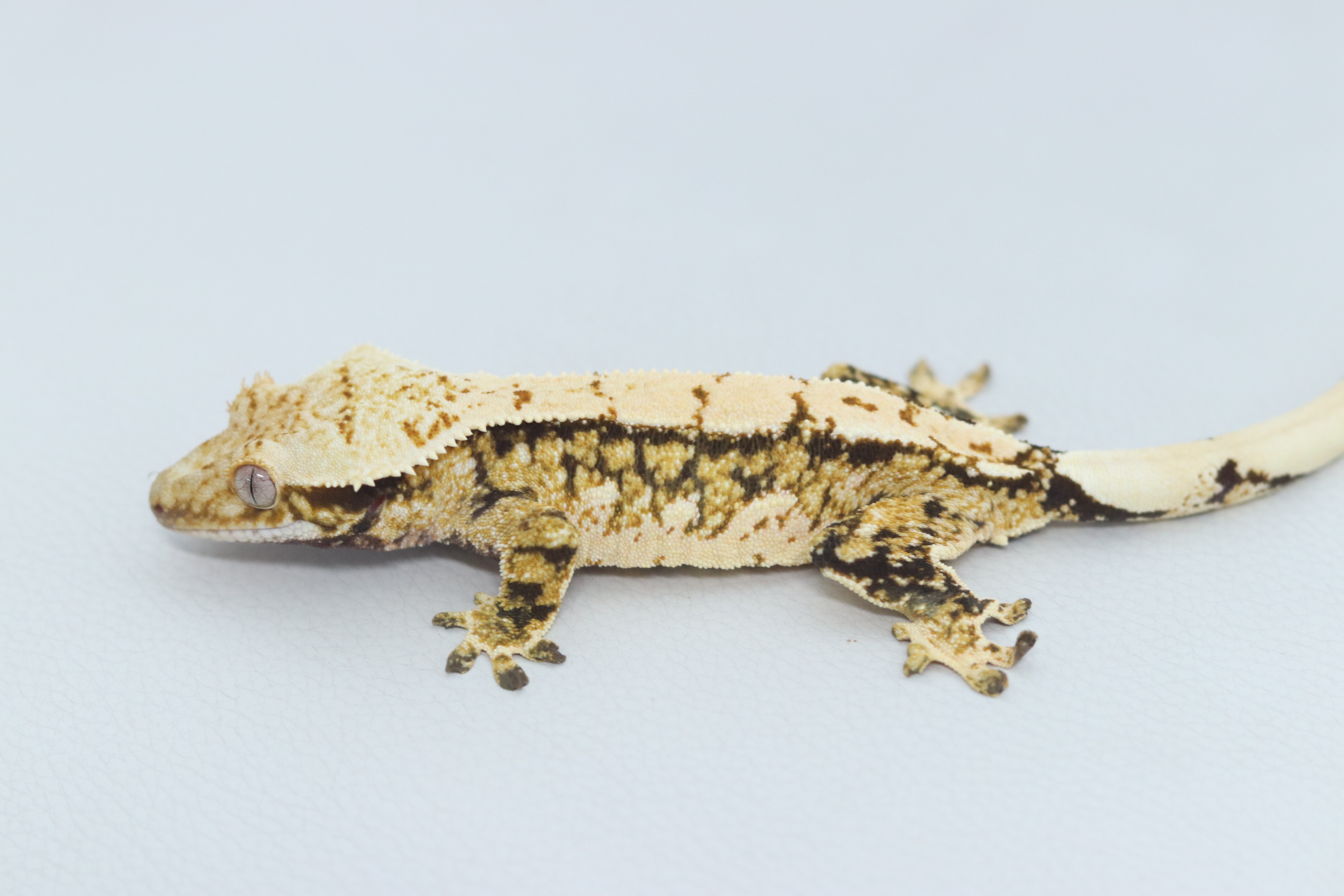 Normal Tri Extreme Harlequin Quad Tangerine