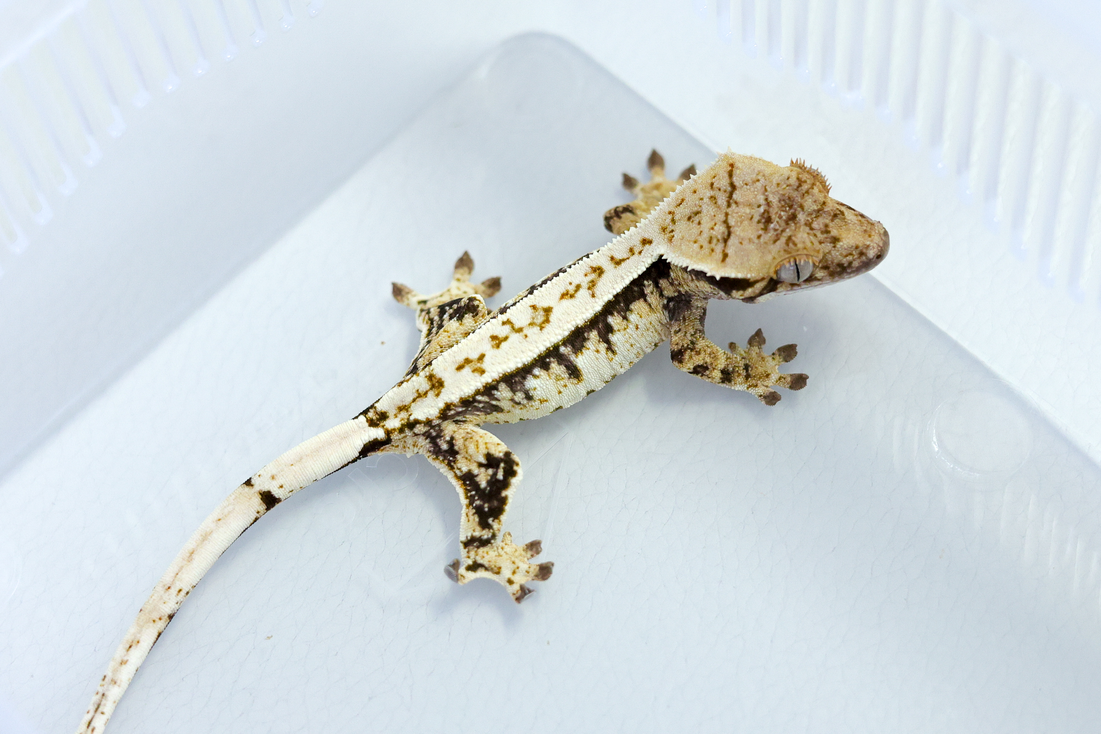 Normal White Spot Tri Extreme Harlequin