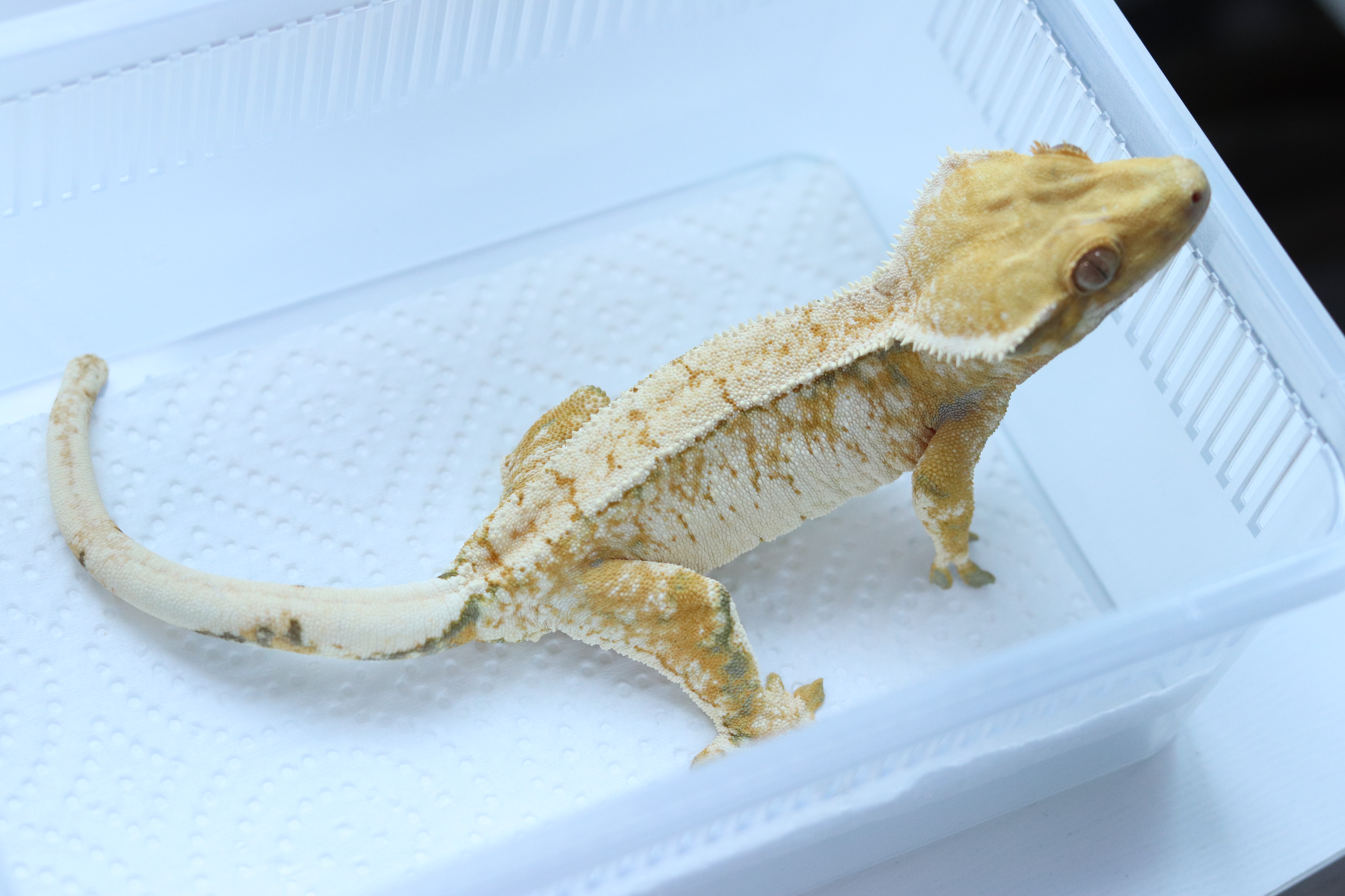 작년 해칭 동배 사진입니다.