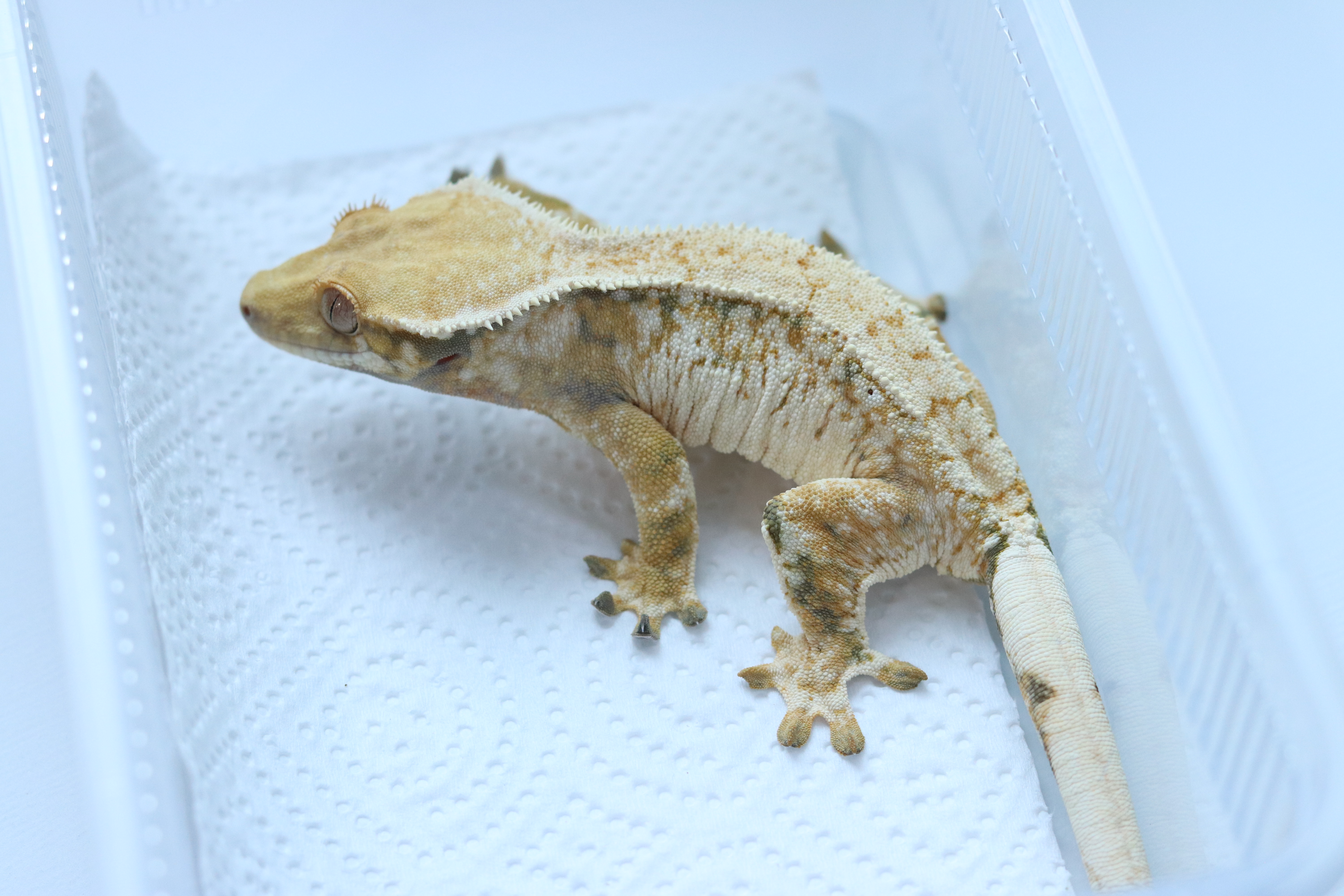 작년 해칭 동배 사진입니다.