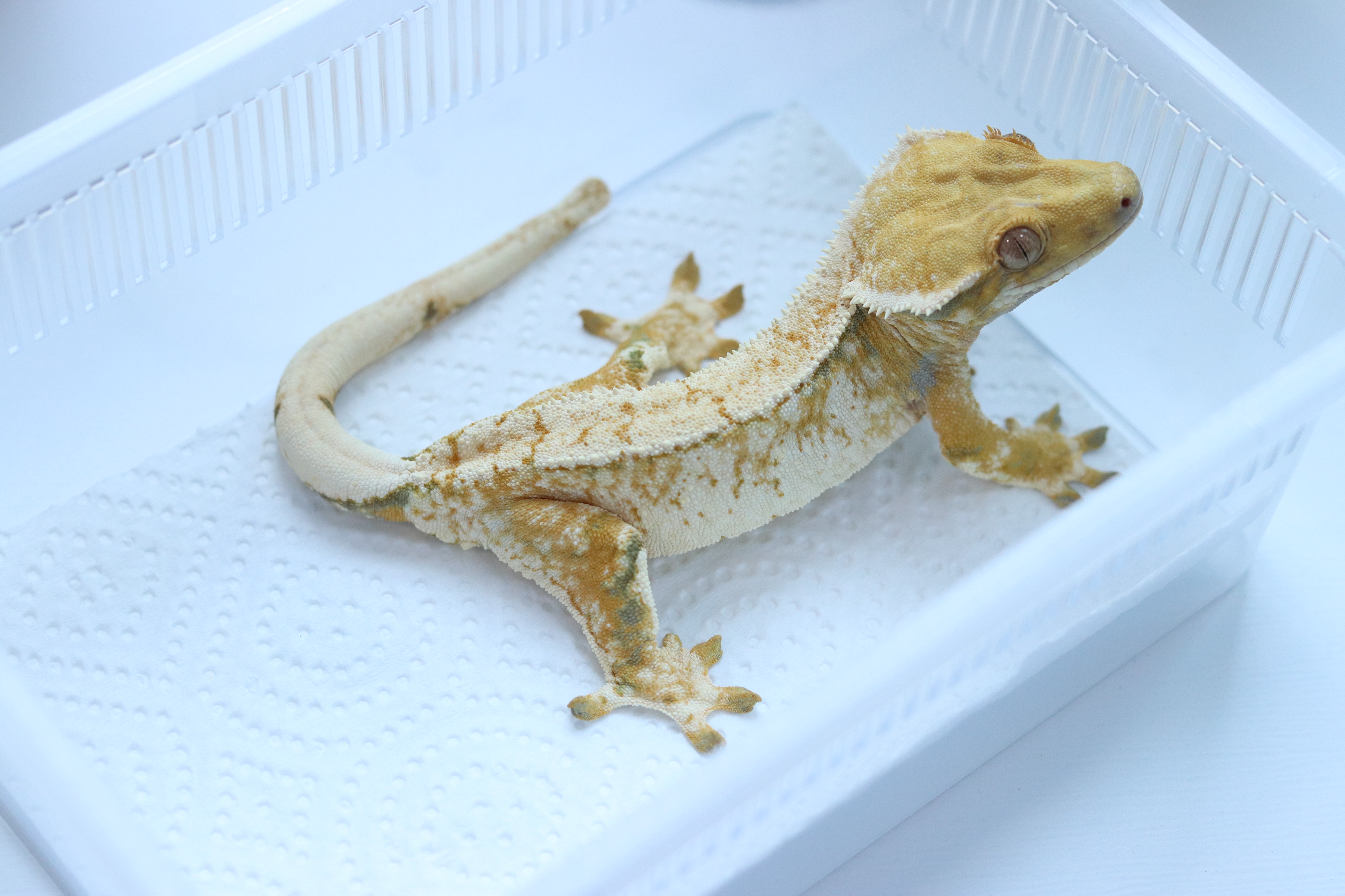 작년 해칭 동배 사진입니다.