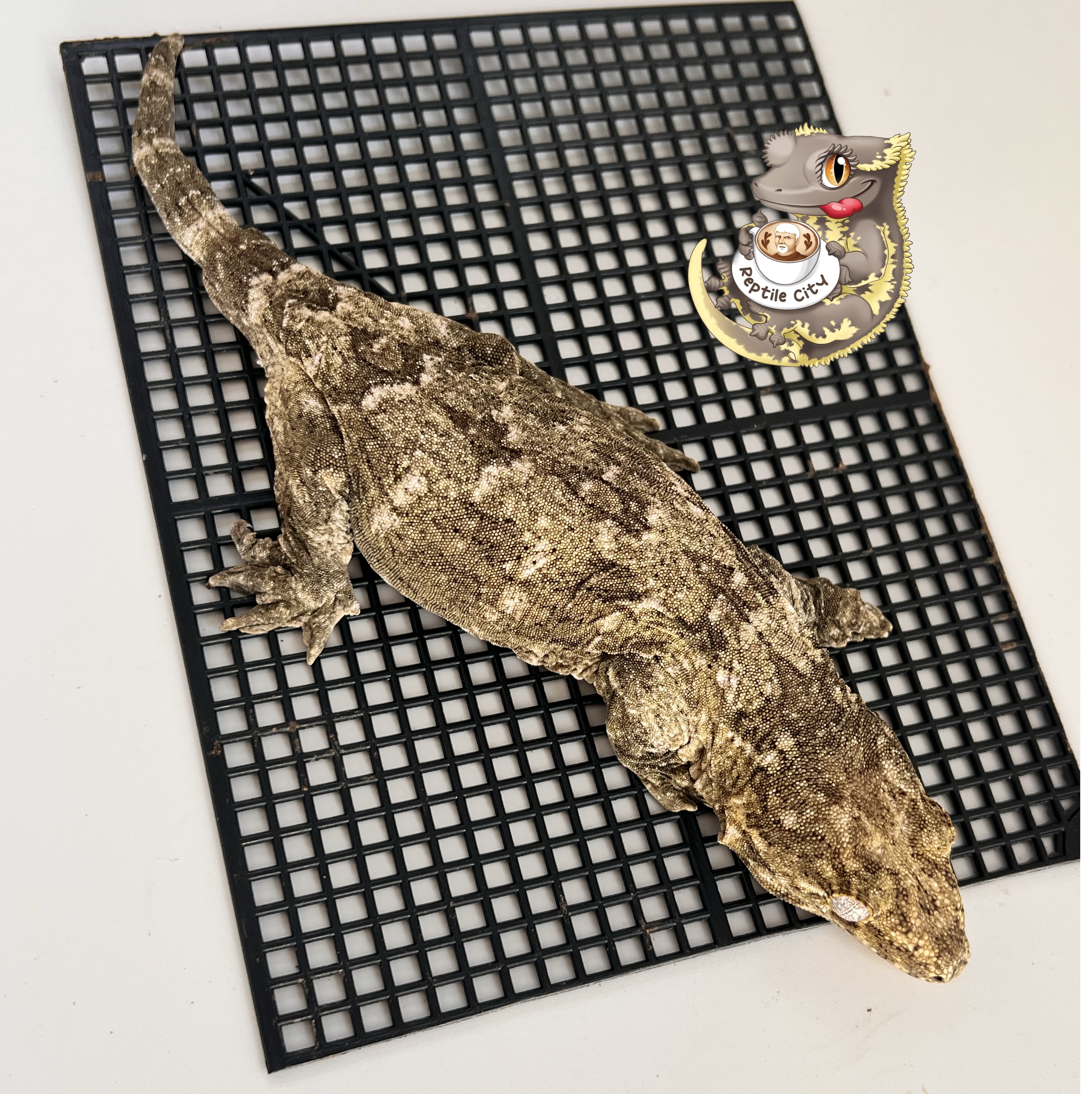 Type A Koghis Het melanistic