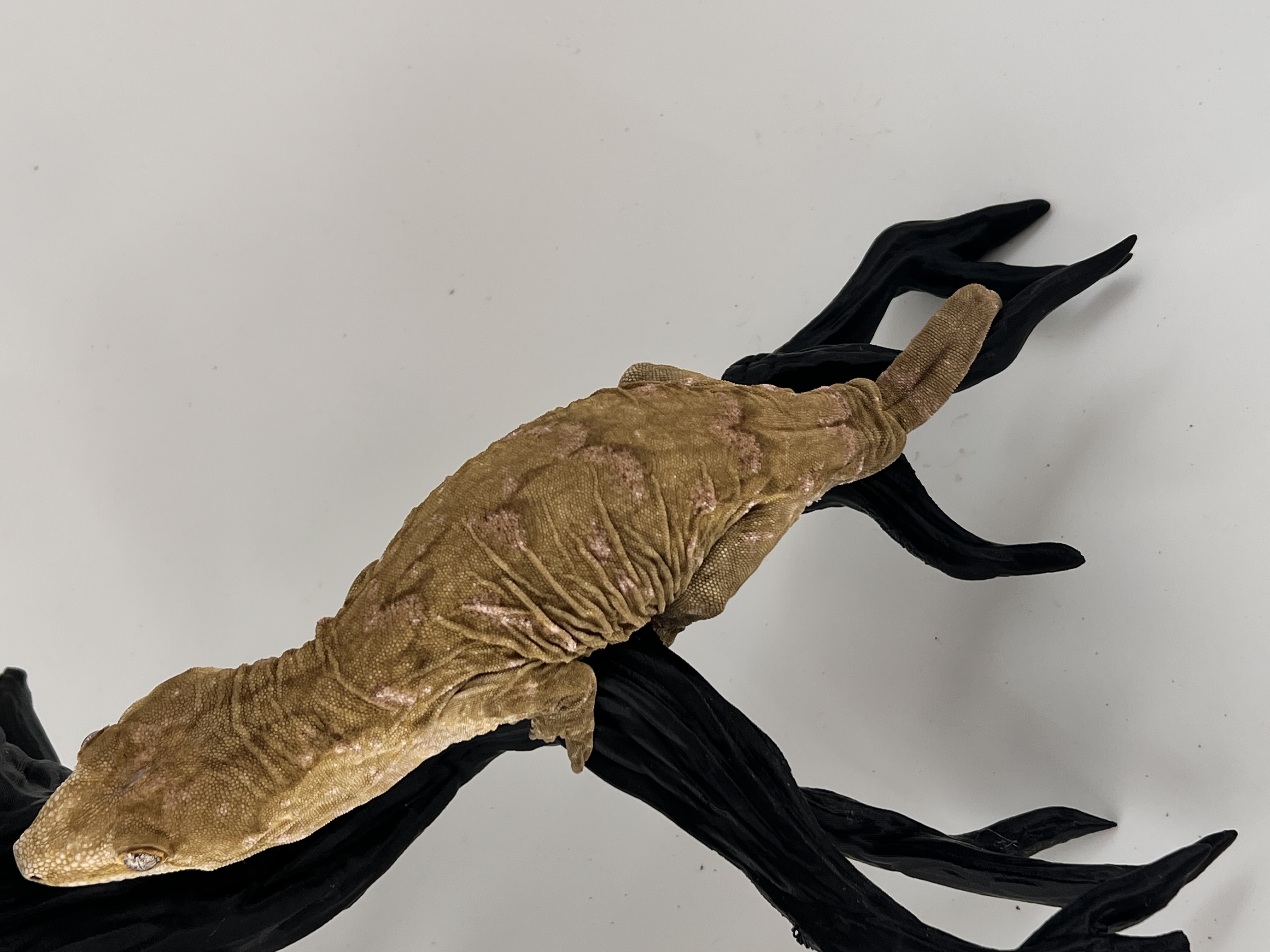 Melanistic Koghis Darth maul Troeger