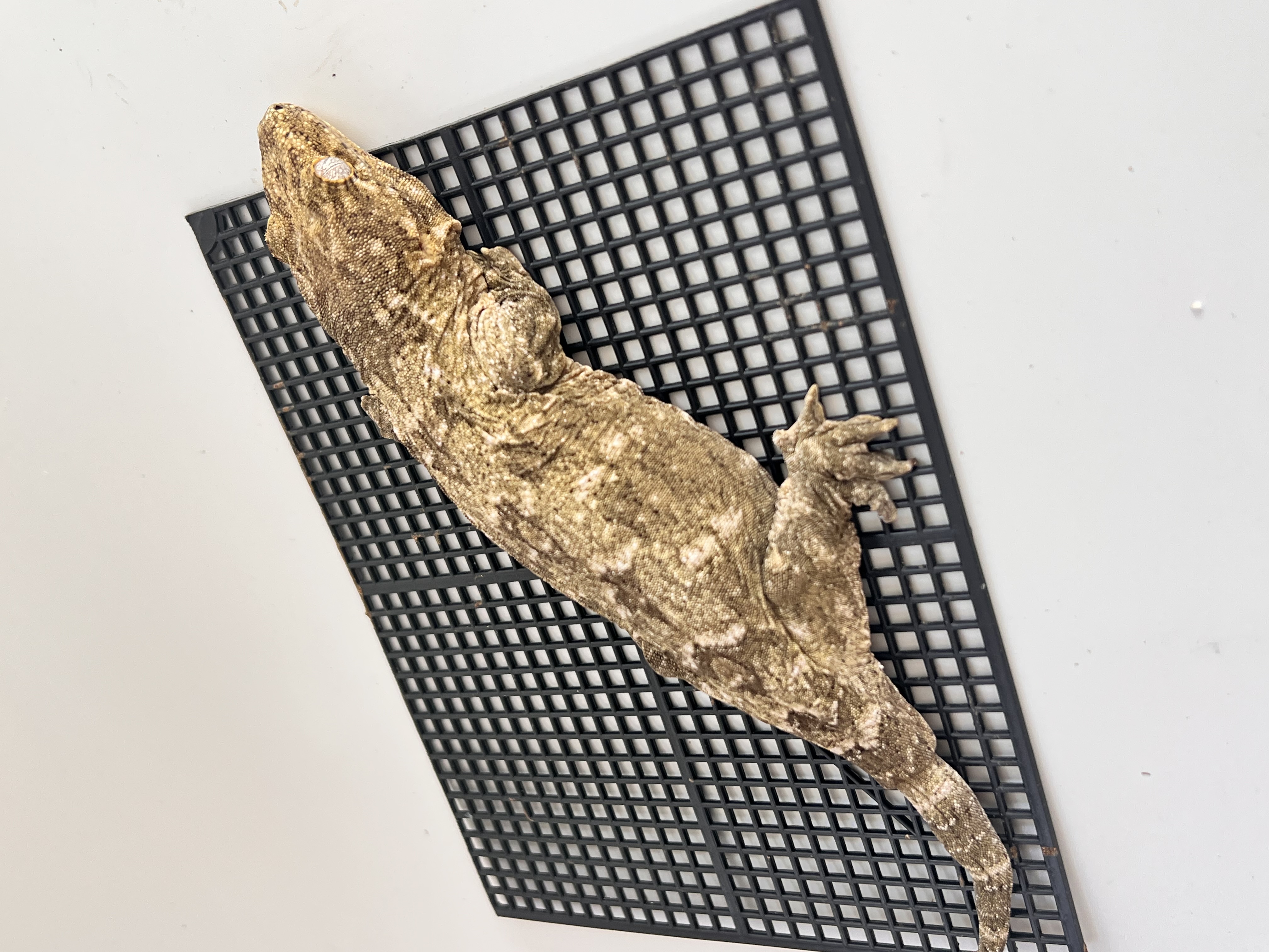 Type A Koghis Het melanistic