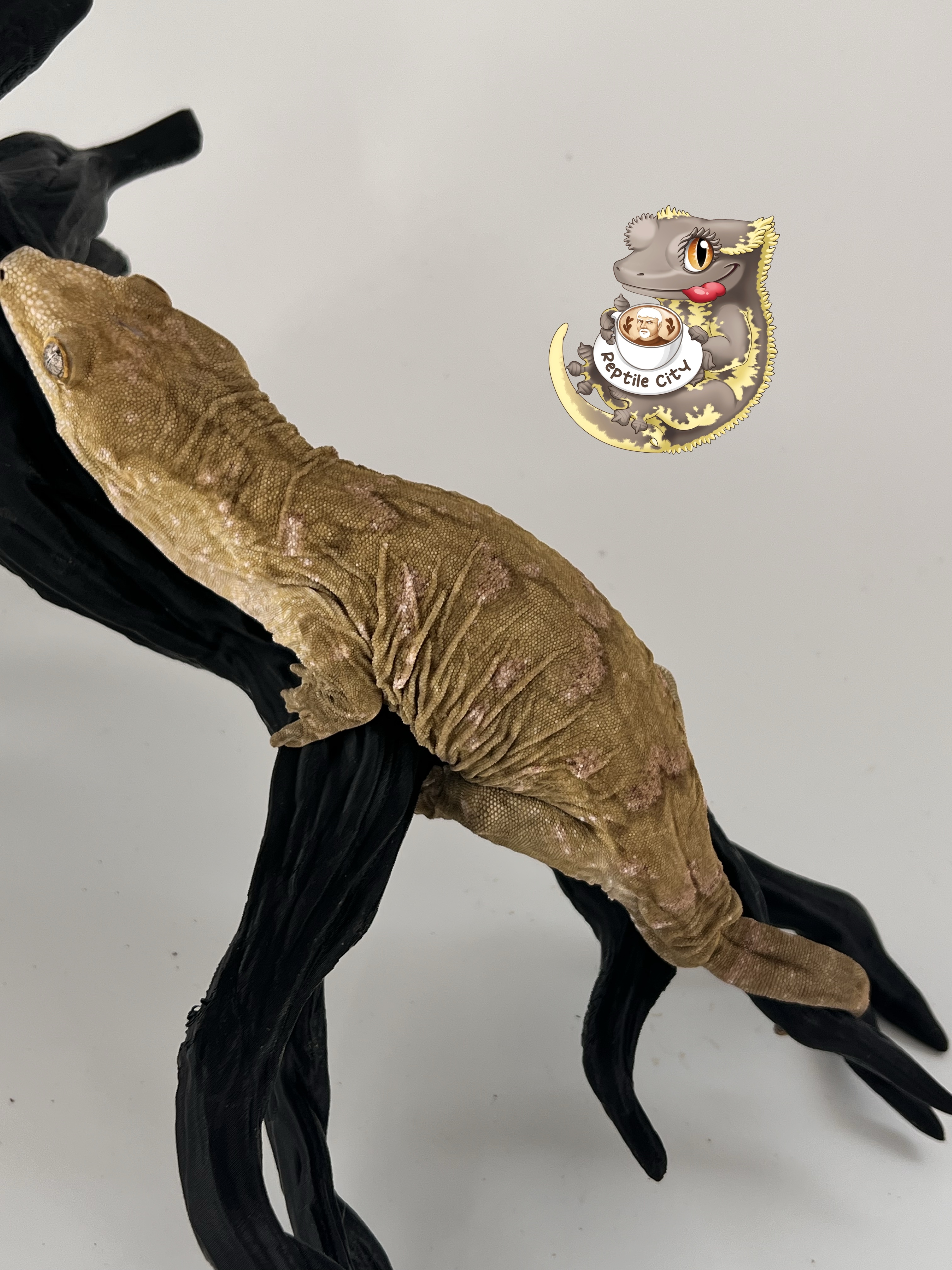 Melanistic Koghis Darth maul Troeger