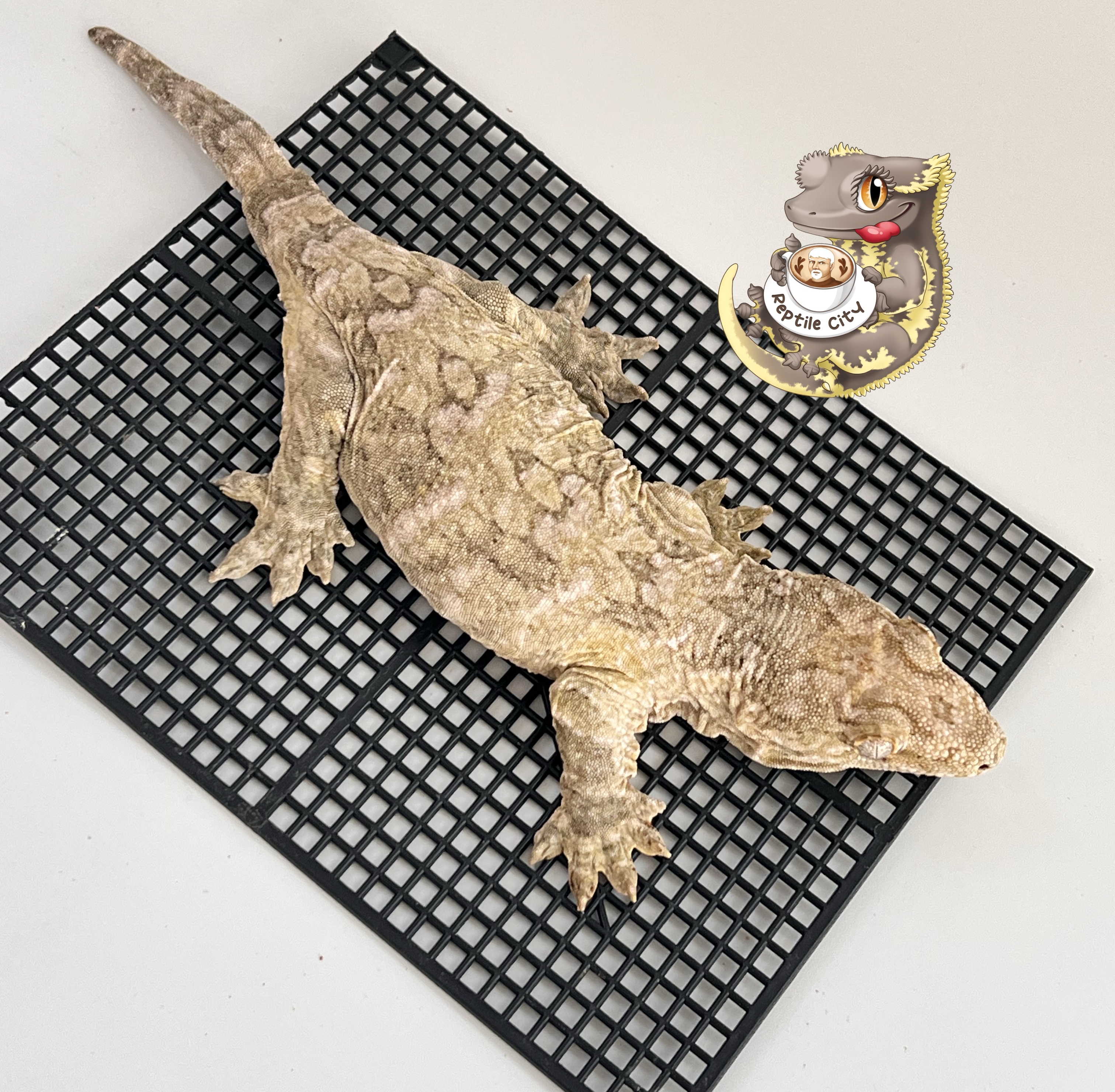 Koghis Type A Het melanistic