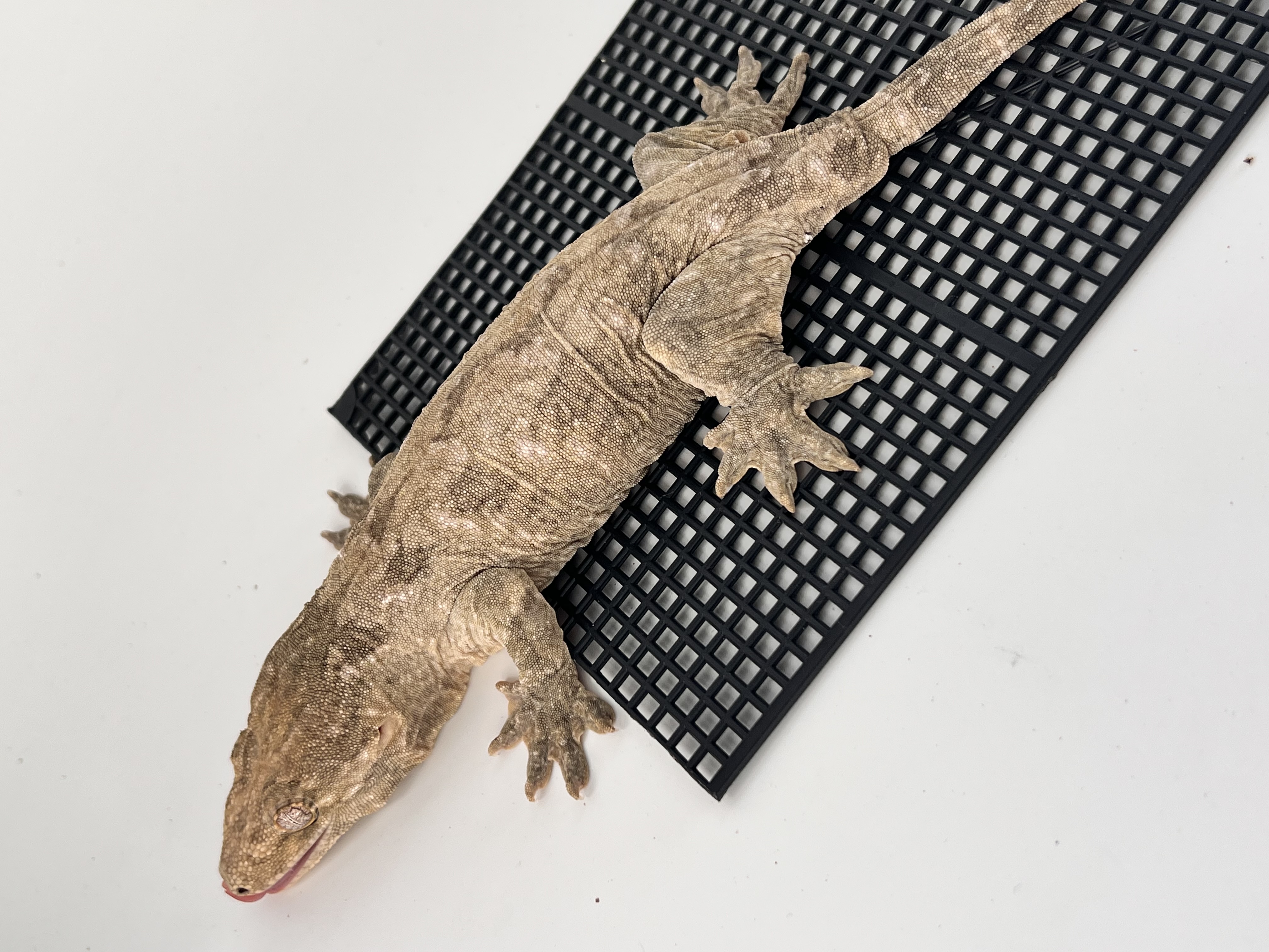 Type A Het melanistic