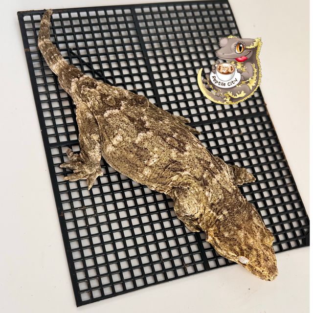 Type A Koghis Het melanistic