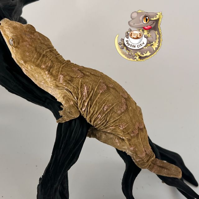 Melanistic Koghis Darth maul Troeger