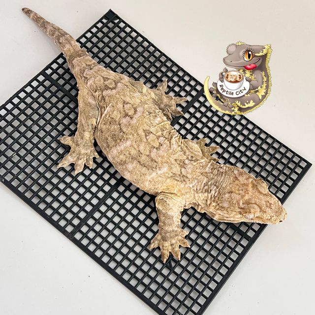 Koghis Type A Het melanistic