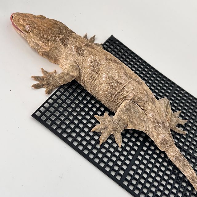 Type A Het melanistic