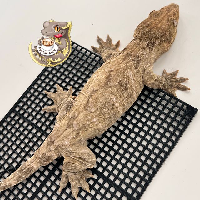 Type A Het melanistic