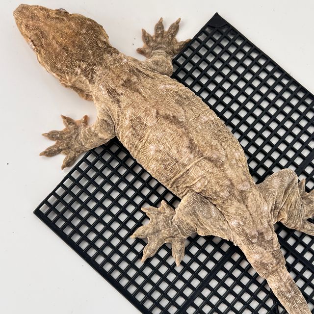 Type A Het melanistic