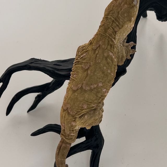 Melanistic Koghis Darth maul Troeger