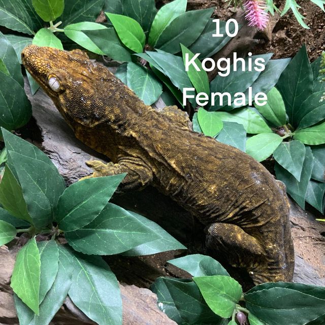 Koghis