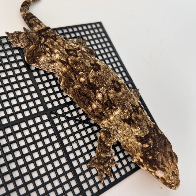 Koghis Type A Het melanistic