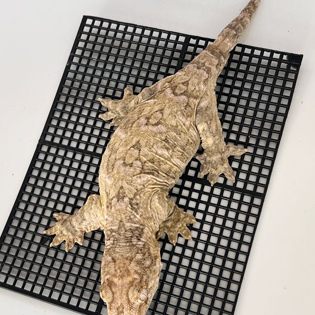 Koghis Type A Het melanistic