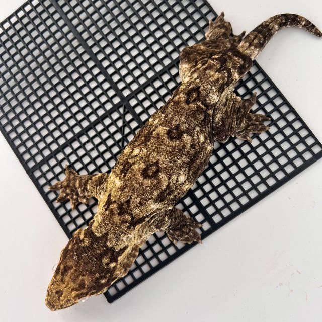 Koghis Type A Het melanistic