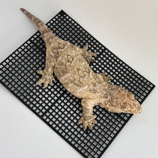 Koghis Type A Het melanistic