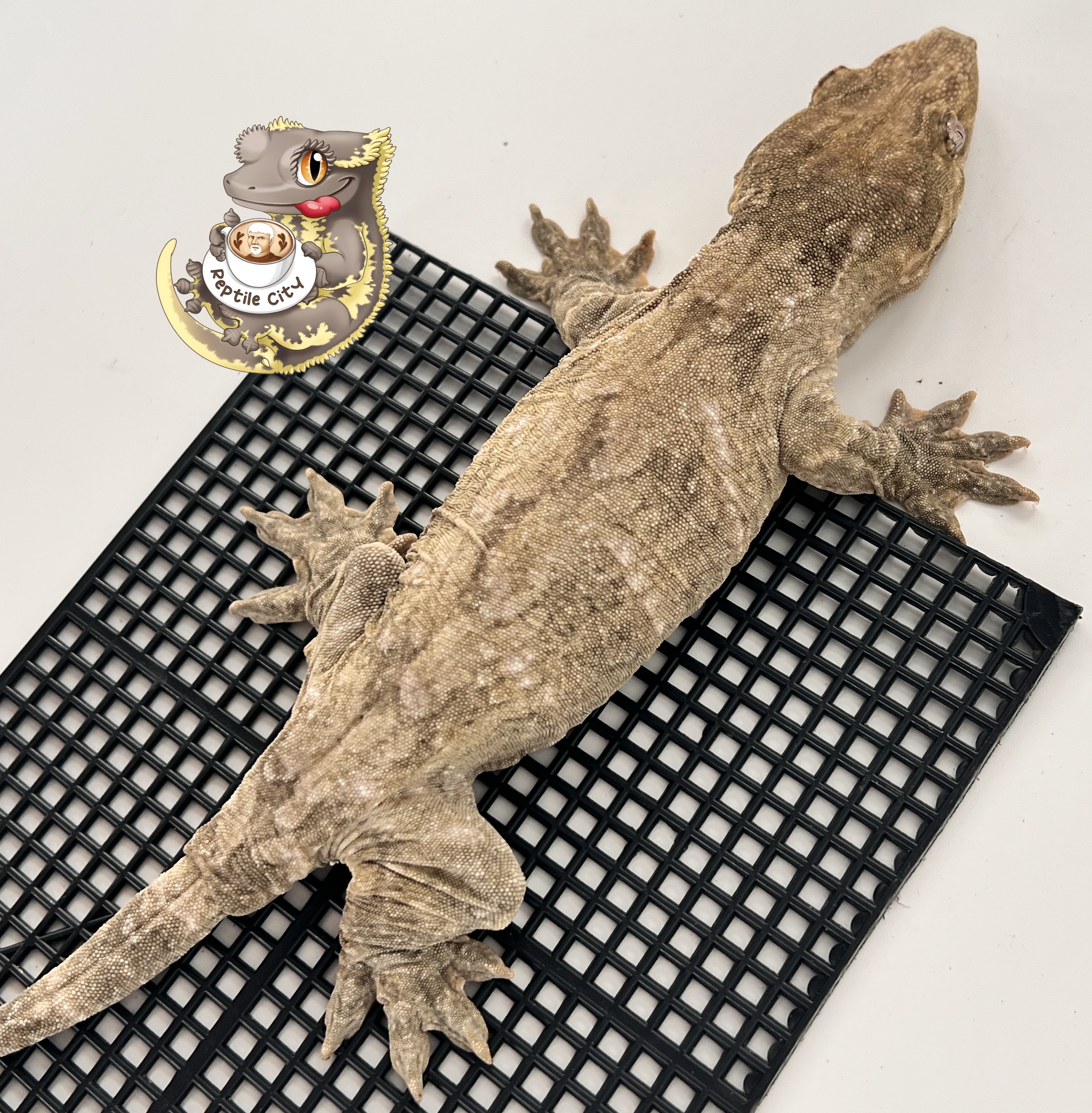 Type A Het melanistic