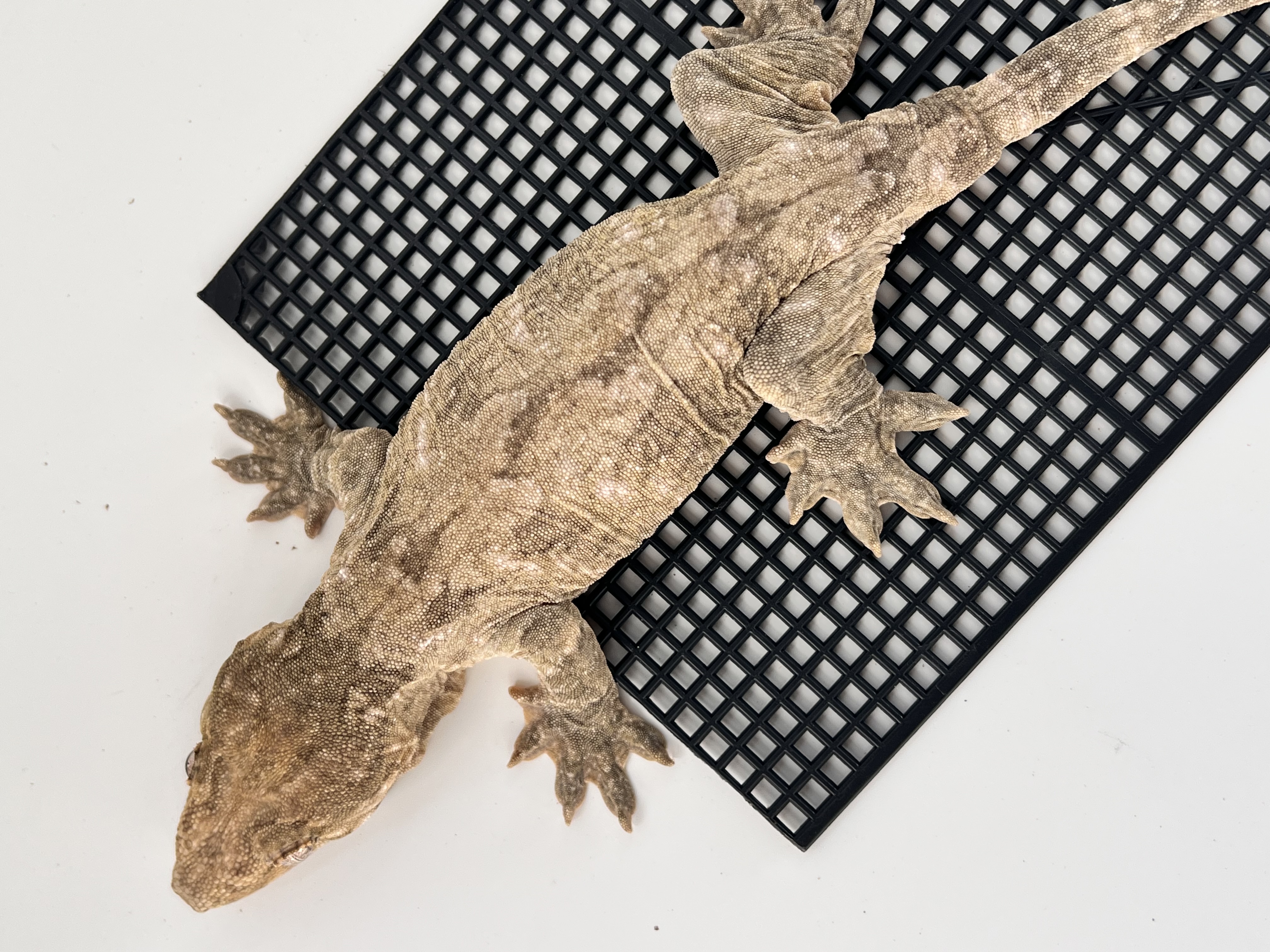 Type A Het melanistic