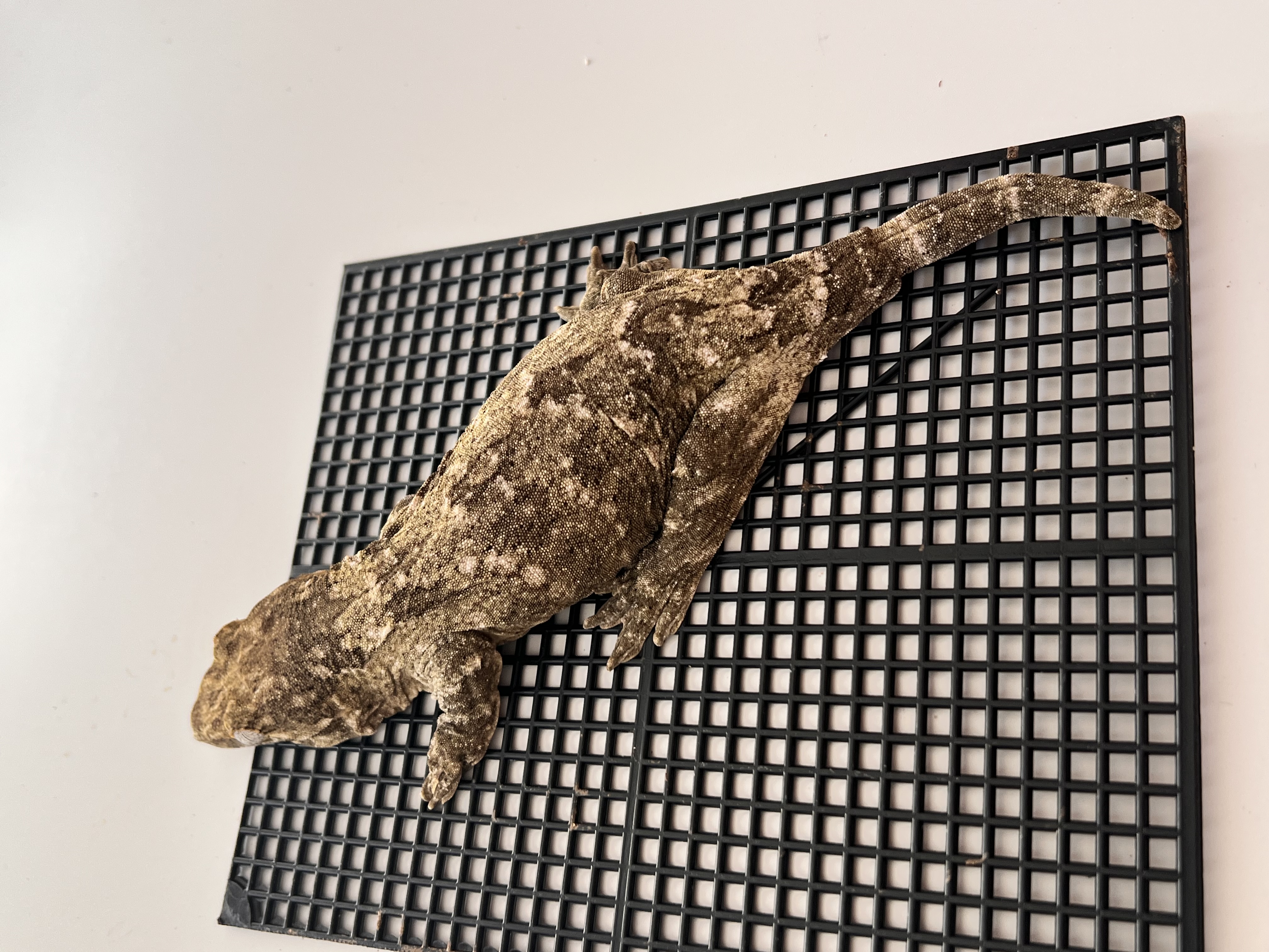 Type A Koghis Het melanistic