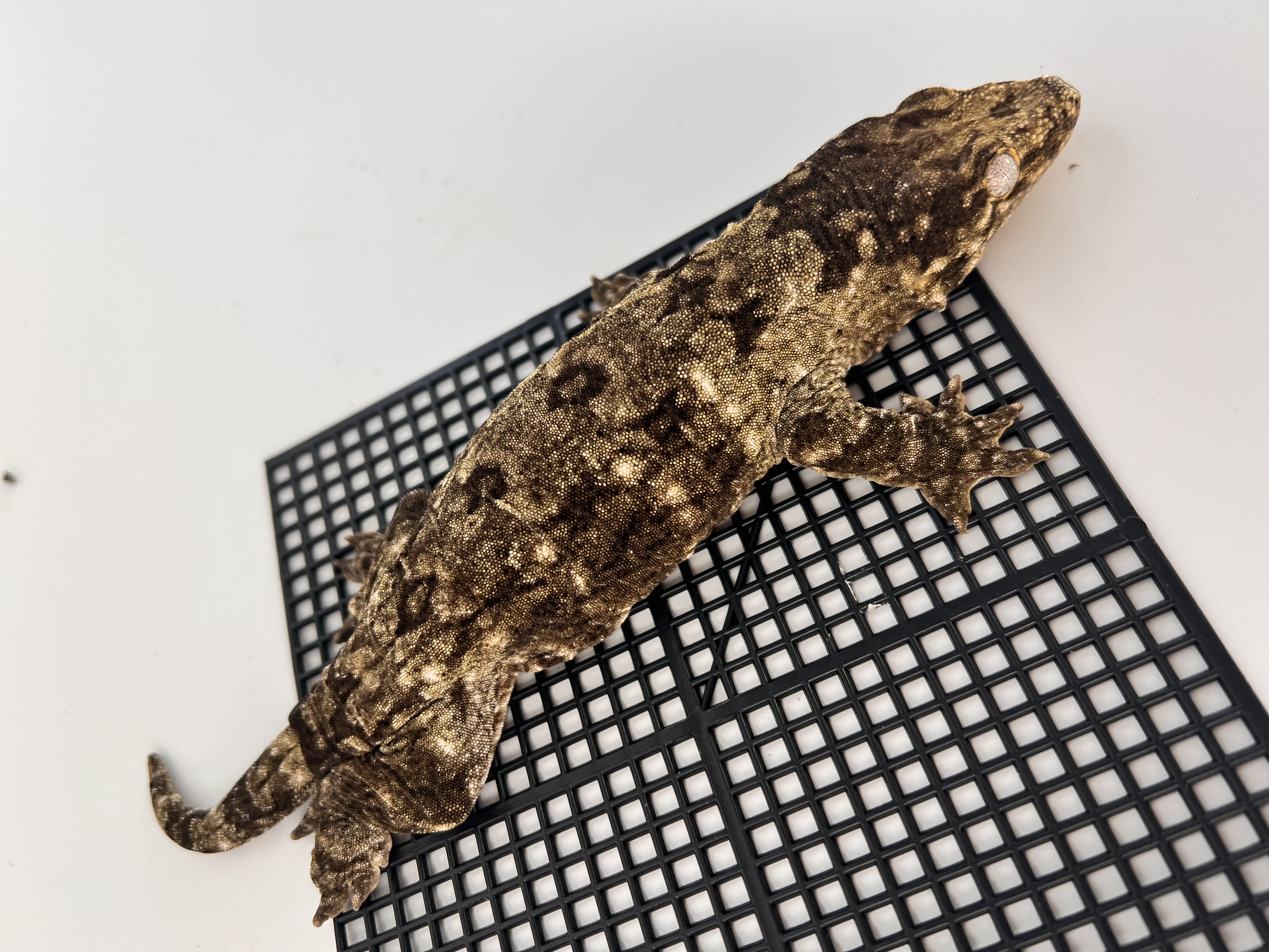 Koghis Type A Het melanistic