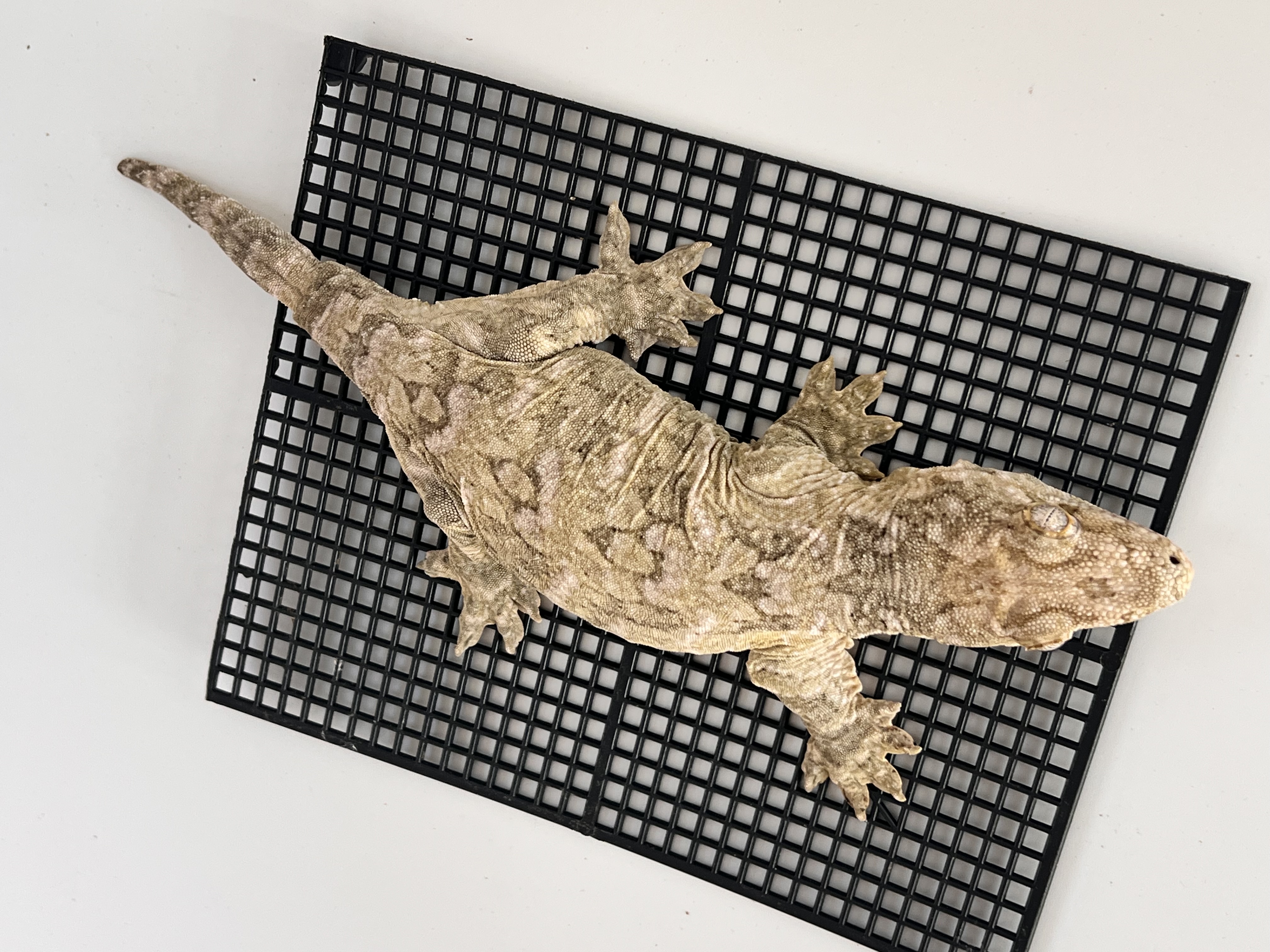 Koghis Type A Het melanistic