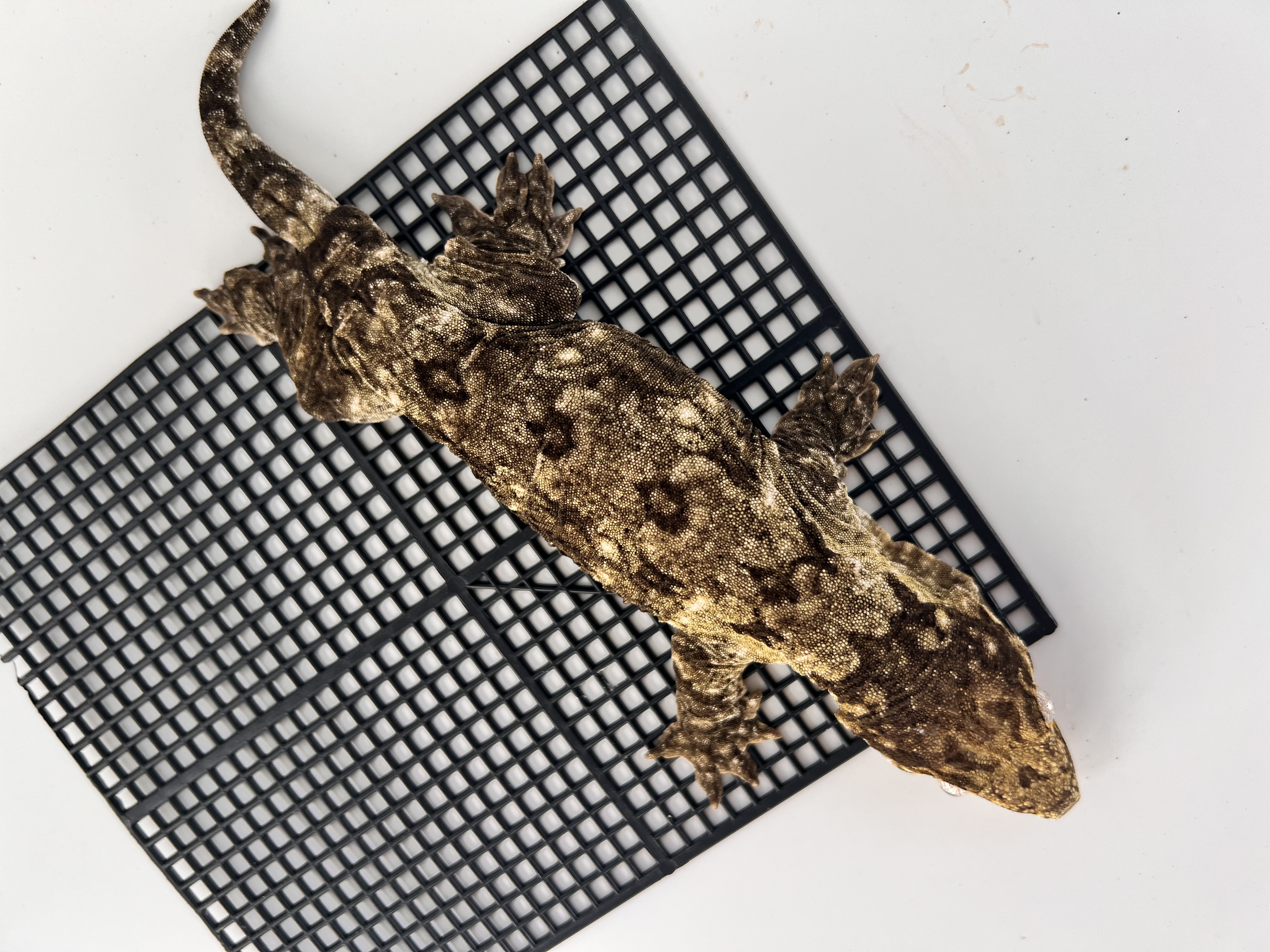 Koghis Type A Het melanistic