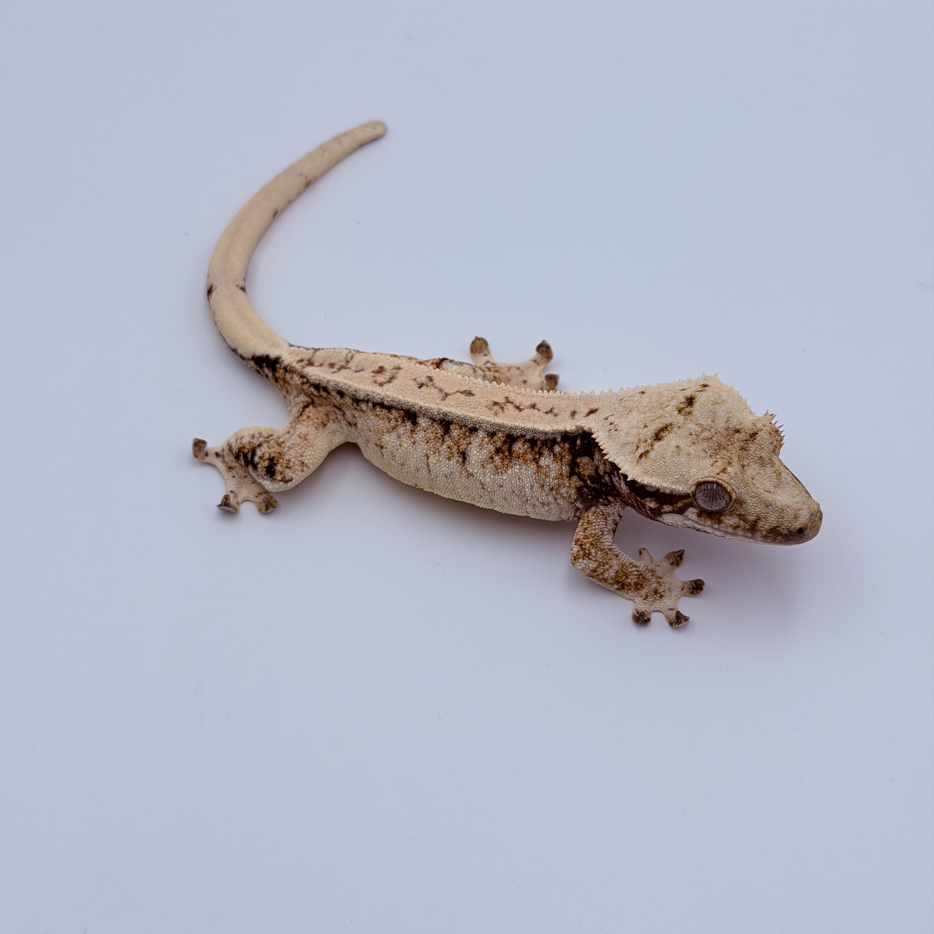 Pinstripe Tri Drippy