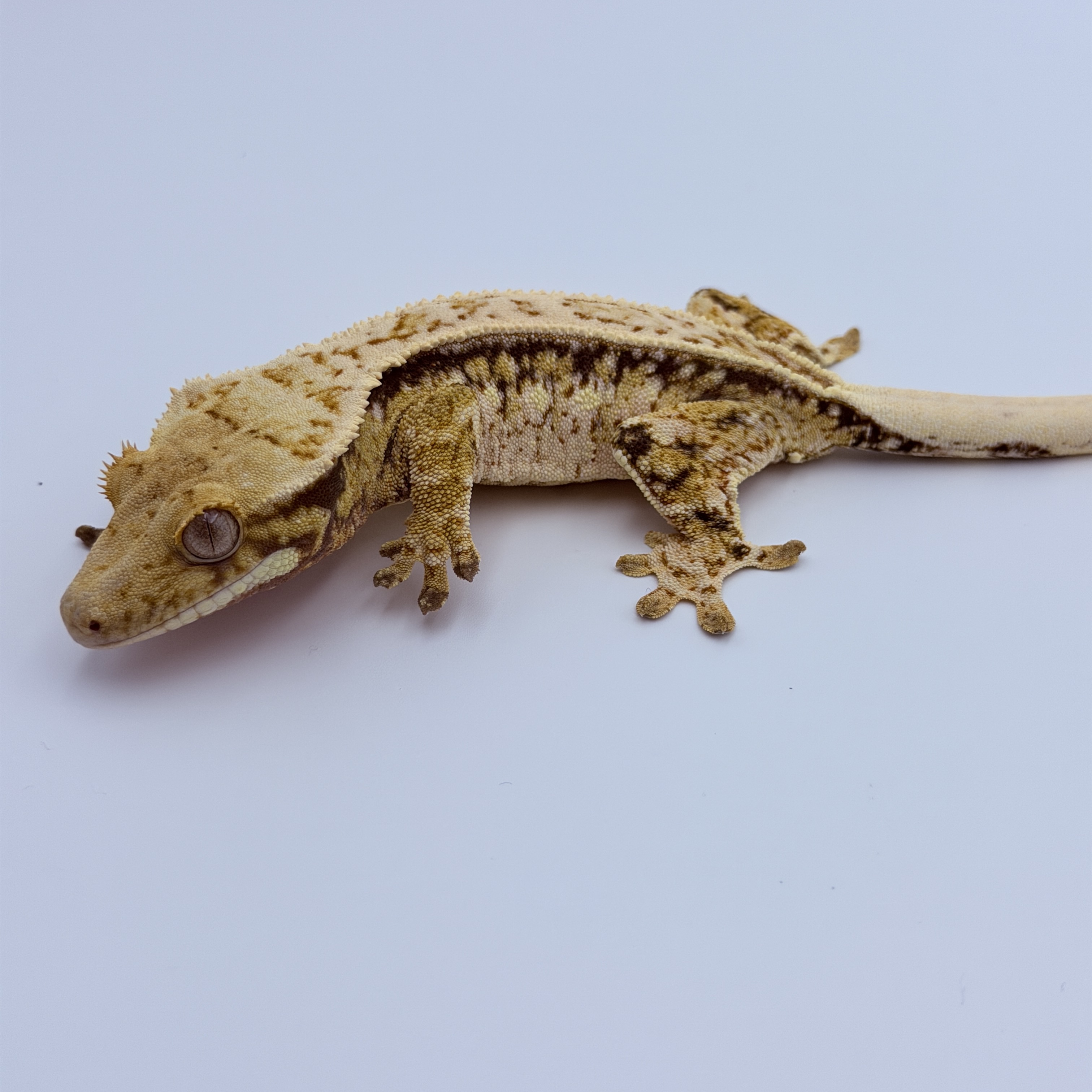 Pinstripe Tri Drippy