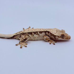 Tri Drippy Full Pinstripe