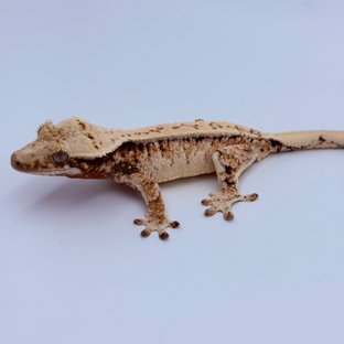 Pinstripe Tri Drippy