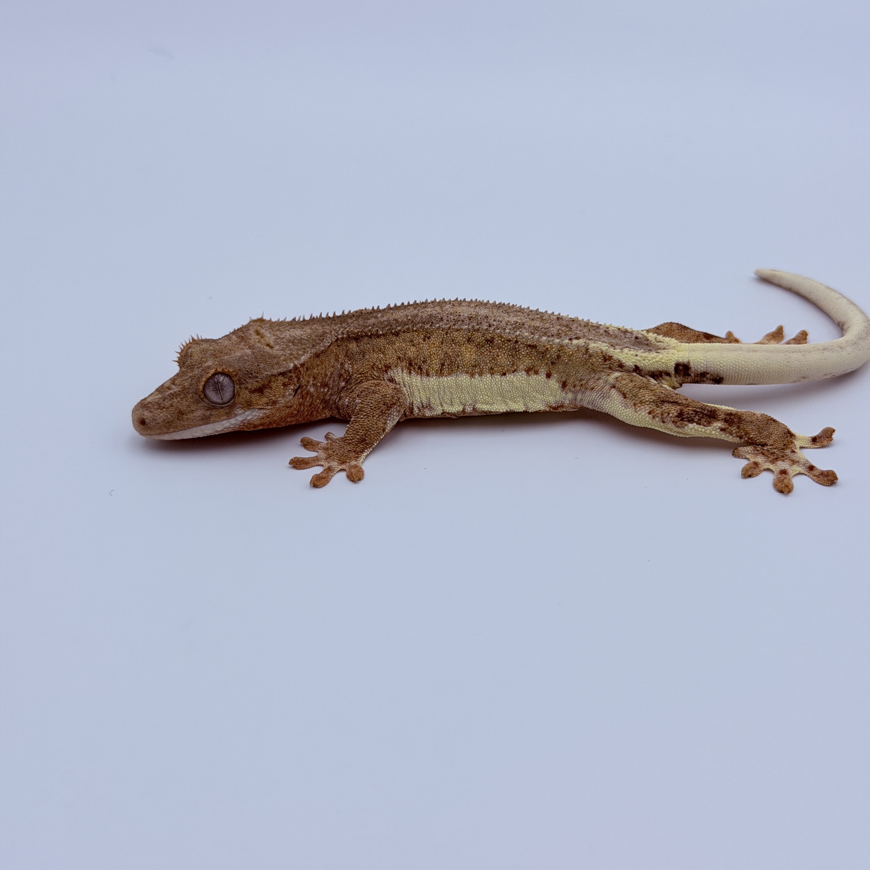 Lilly 100% Het Axanthic Phantom