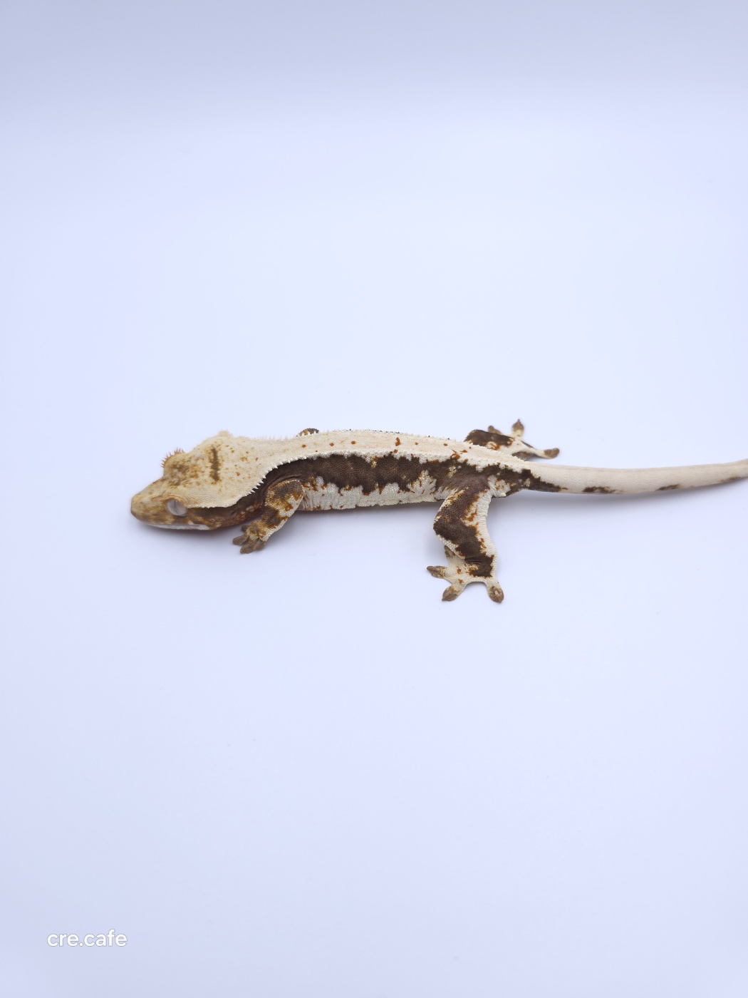 Lilly 100% Het Axanthic