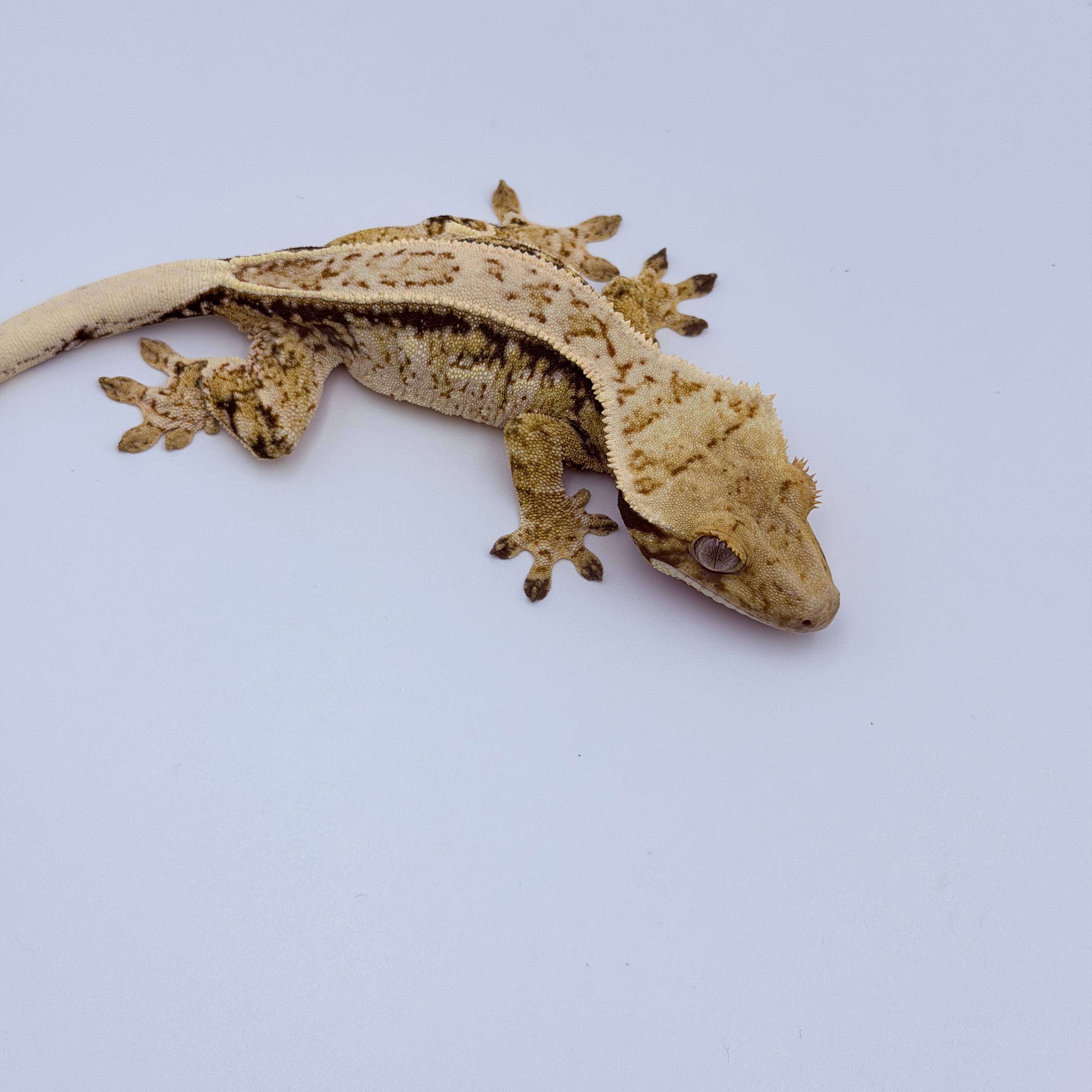 Pinstripe Tri Drippy