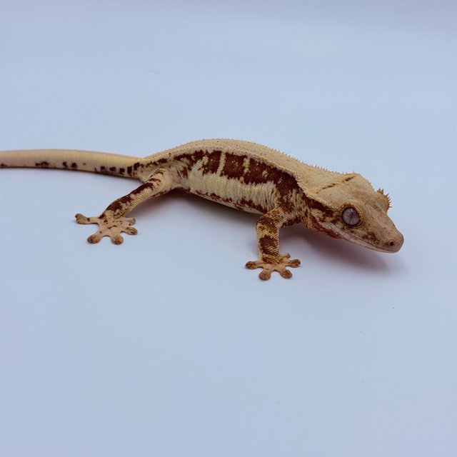 Lilly 100% Het Axanthic Red