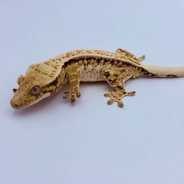 Pinstripe Tri Drippy