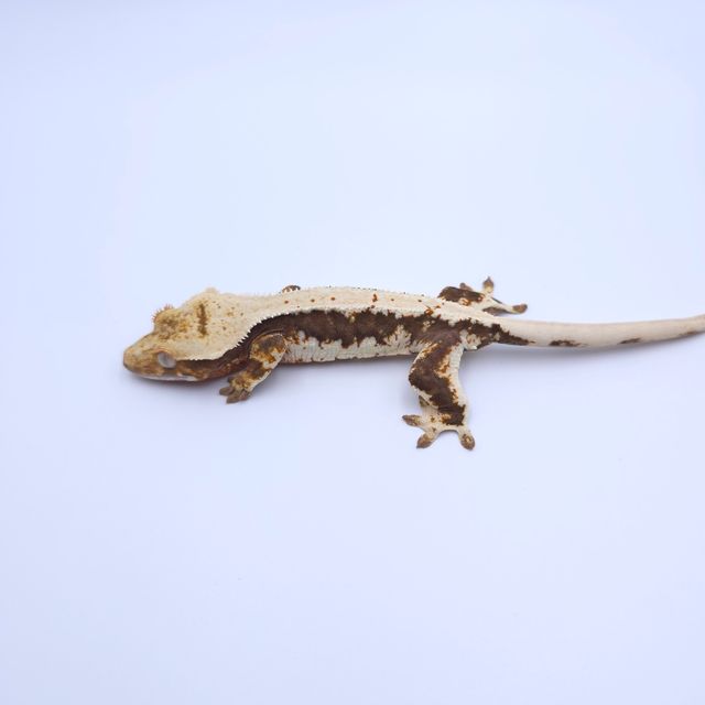 Lilly 100% Het Axanthic