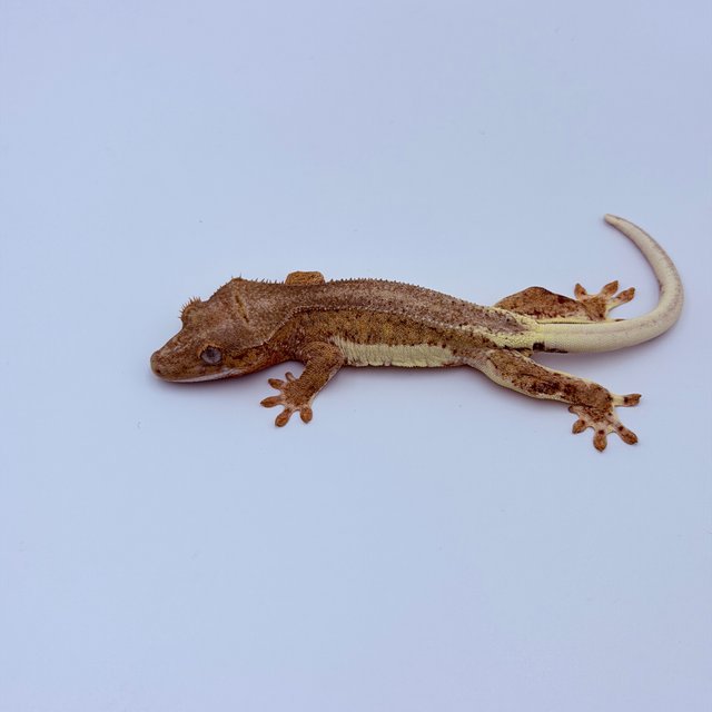 Lilly 100% Het Axanthic Phantom