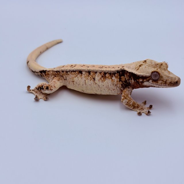 Pinstripe Tri Drippy