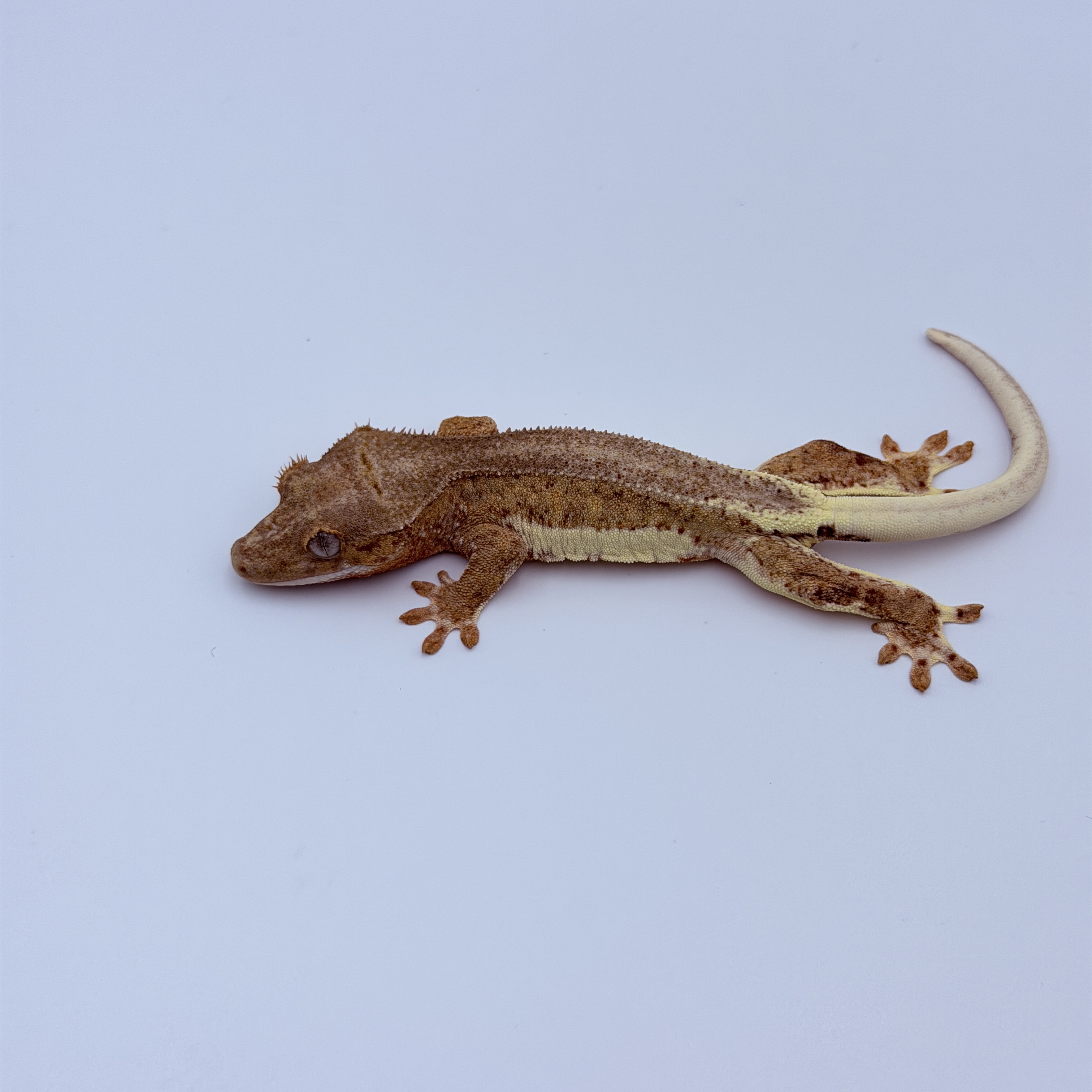 Lilly 100% Het Axanthic Phantom