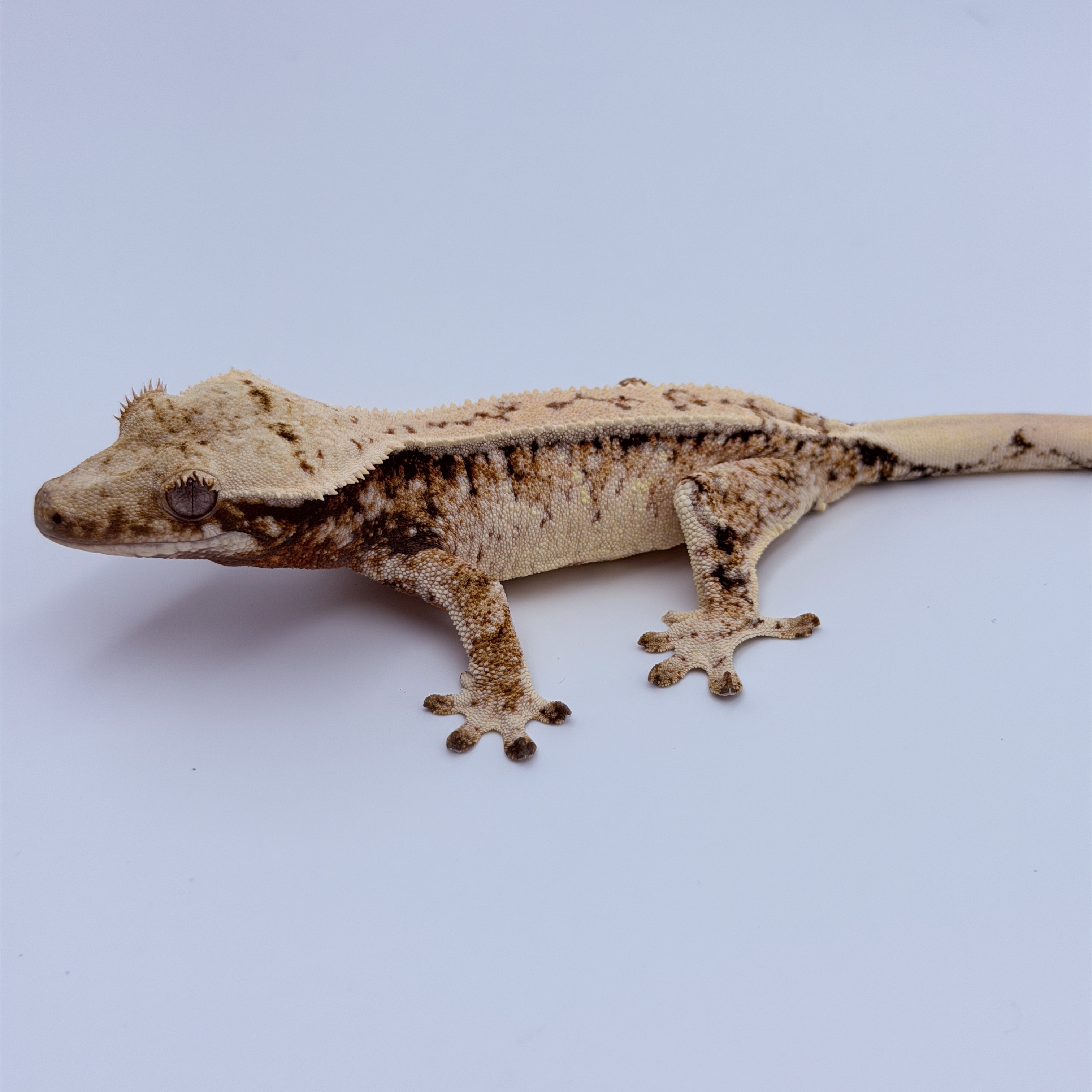 Pinstripe Tri Drippy