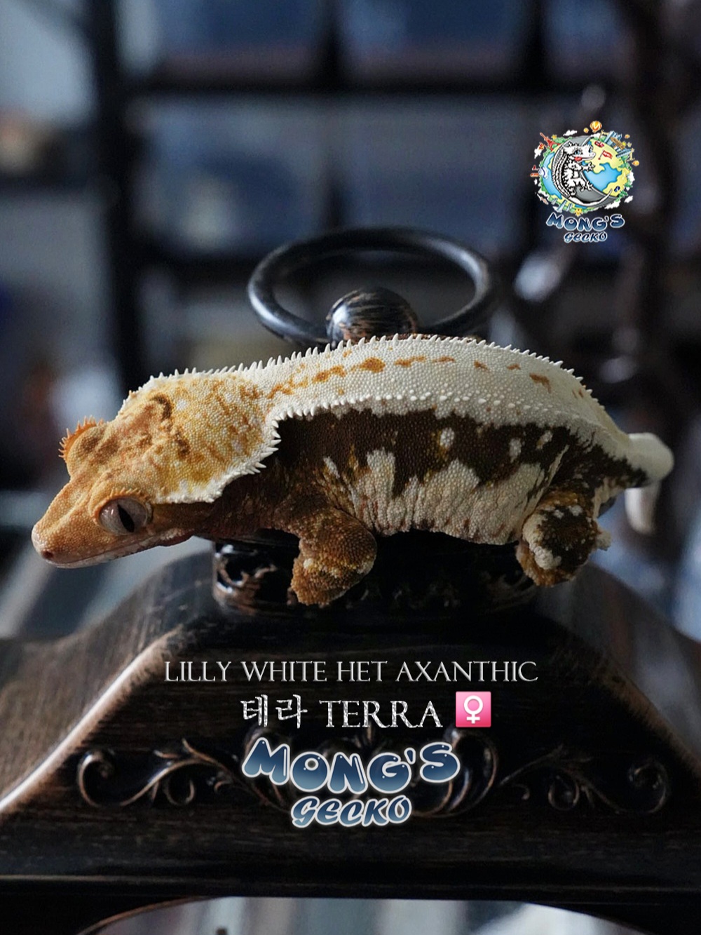 Lilly 100% Het Axanthic