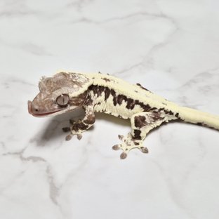 Frappuccino Axanthic Lilly Axanthic