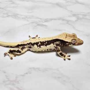 Lilly 100% Het Axanthic